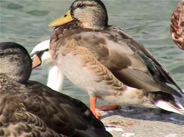 Water birds on Vorstadt Quay, Zug